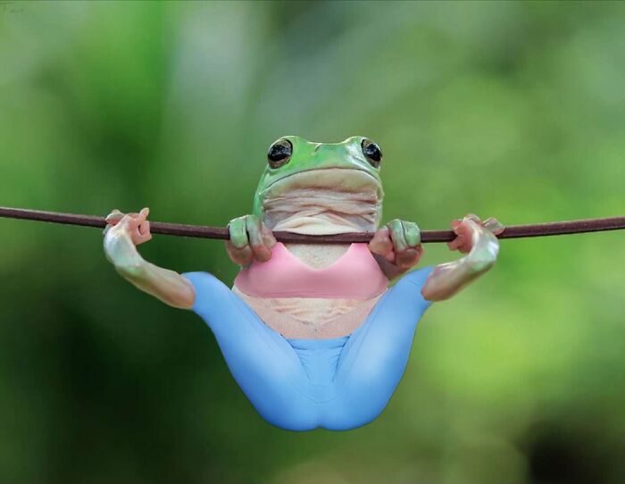 Turkish artist collage of a frog in activewear hanging on a rope in a humorous pose.