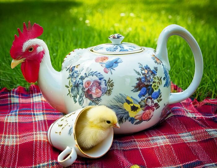 Turkish artist collage: chicken-themed teapot with floral design and a chick inside a teacup on a plaid blanket.