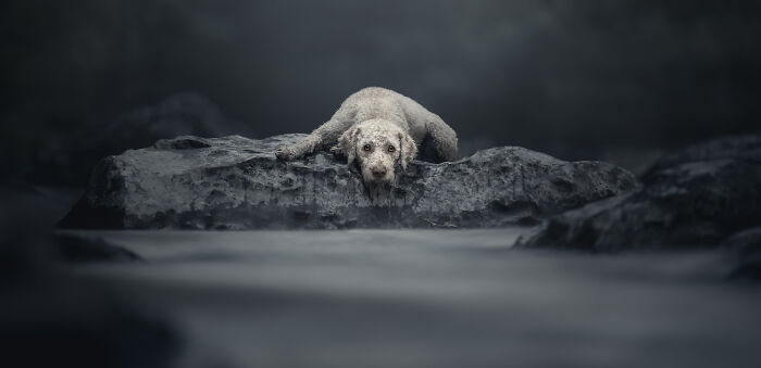 Dog lying on a rock in a misty landscape, captured by an international pet photographer.