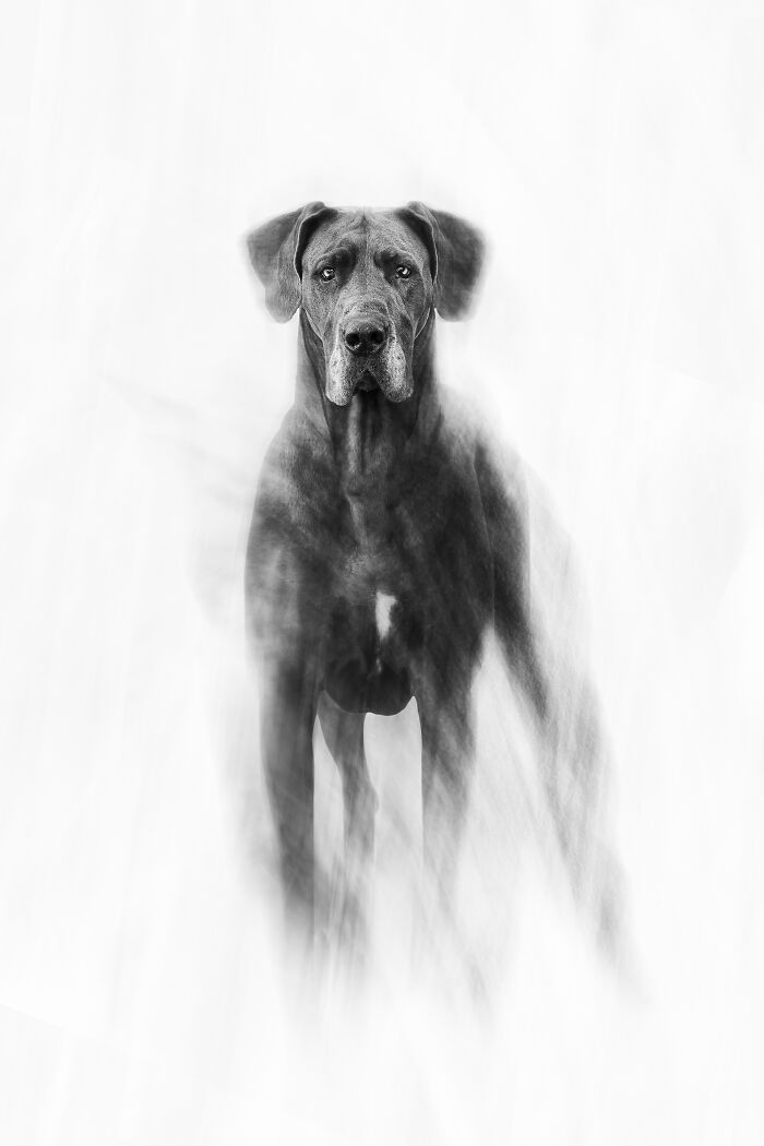 Black and white portrait of a dog with artistic blur, featured in International Pet Photographer Awards 2024.