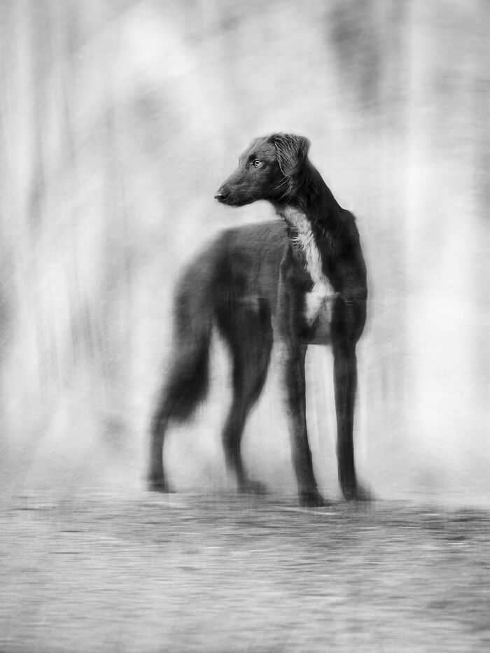 Black and white image of a dog standing, highlighting its sleek silhouette, from the Pet Photographer of the Year Awards.