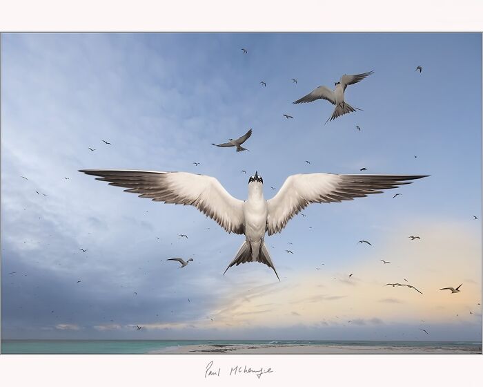 Birds flying over a beach at dusk, photographed by Paul McKenzie.