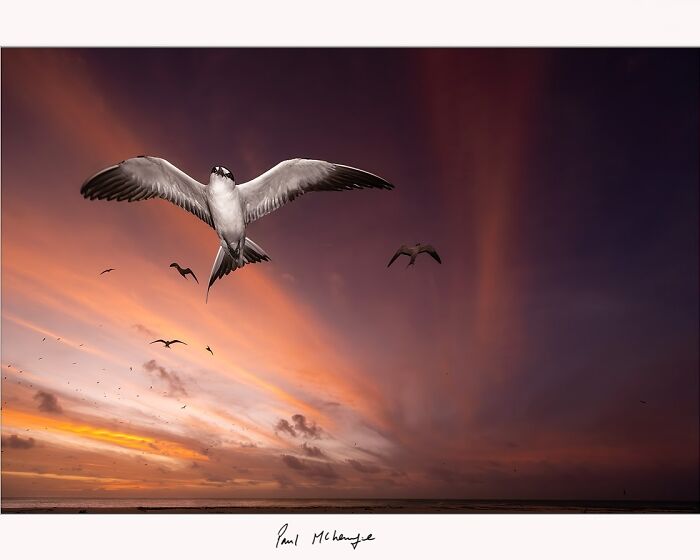 Birds soaring at sunset over African landscape, captured by photographer Paul McKenzie.