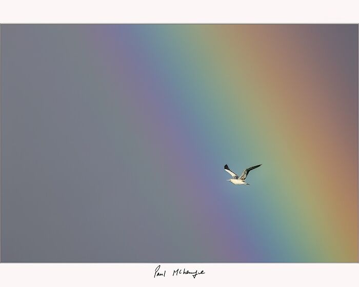 Bird flying against a rainbow backdrop, captured by Paul McKenzie.