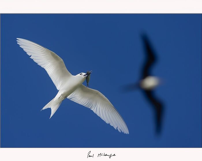 Paul McKenzie captures a white bird mid-flight against a blue sky, with another bird blurred in the background.