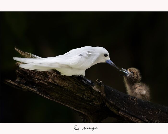 White bird feeding chick on a branch, captured by Paul McKenzie.