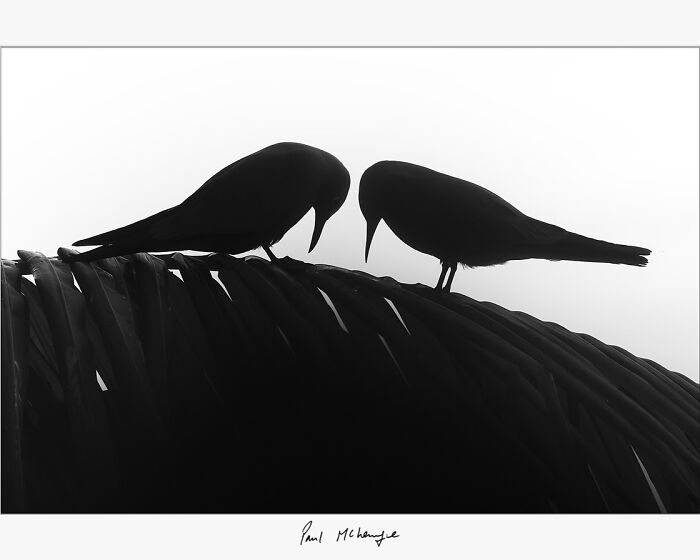 Silhouettes of two birds on a branch by Paul McKenzie, captured in black and white.