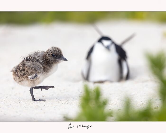 Bird chick on sandy ground, captured by Paul McKenzie, with an adult bird blurred in the background.