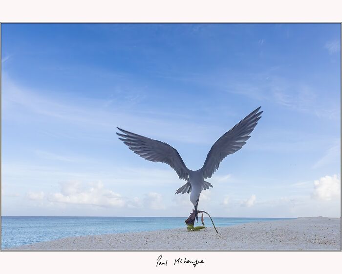 A seabird with wide wings on a beach, captured by Paul McKenzie, against a clear blue sky and ocean.