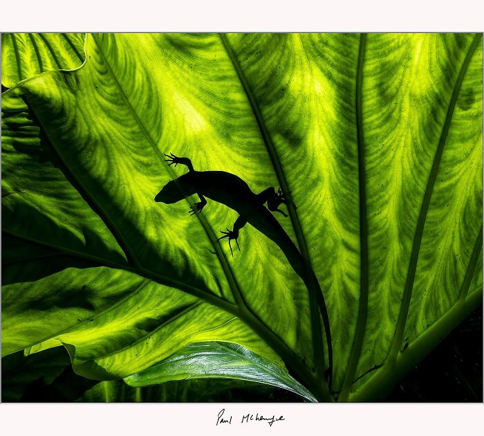 Silhouette of a lizard on a vibrant green leaf, a mesmerizing photo by Paul McKenzie.