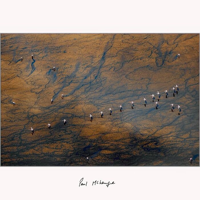 Flamingos walk across a textured soda lake landscape, captured by Paul McKenzie.