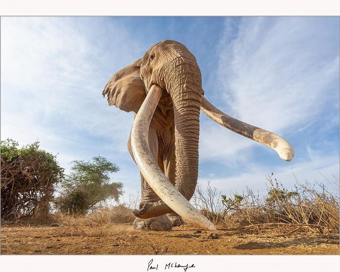 Elephant with long tusks photographed by Paul McKenzie against a bright blue sky in an African landscape.