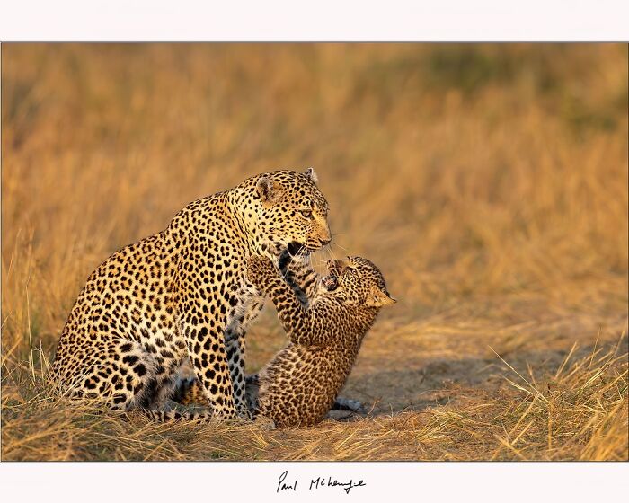 Leopard and cub playing in tall grass, captured by Paul McKenzie.