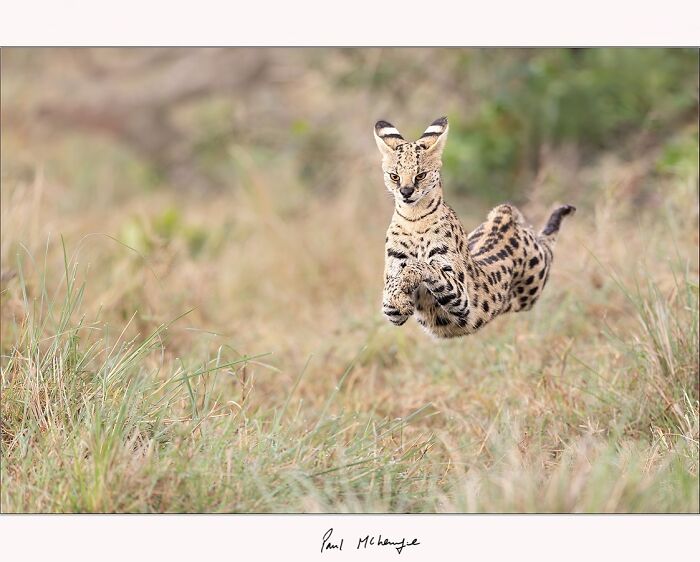 Serval cat leaping through grass, captured by Paul McKenzie in Africa's wilderness.