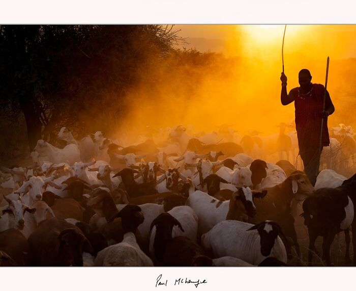 Herdsman guiding goats in golden sunlight, captured by Paul McKenzie near Africa’s Soda Lakes.