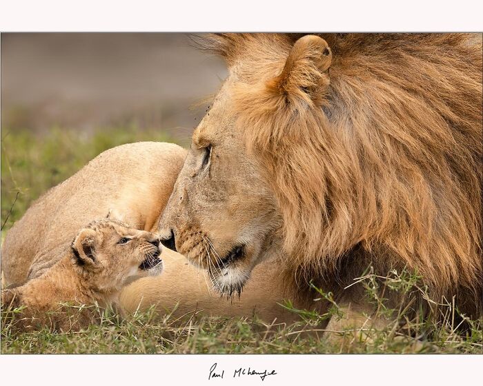 Lion and cub bonding in Africa's wilderness, captured by Paul McKenzie.