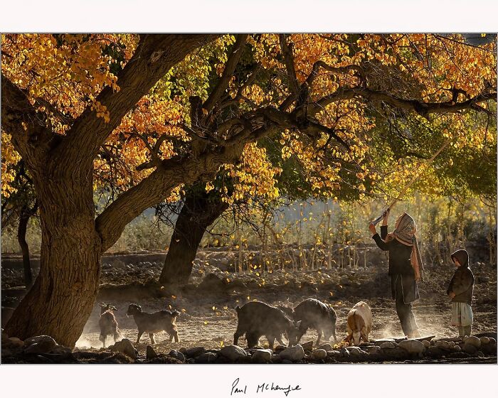 A man and child with goats under autumn trees, captured by Paul McKenzie.