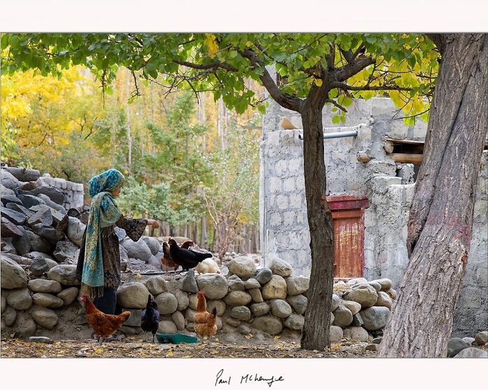 Woman in a headscarf feeding chickens by a stone wall, under a tree in a rural setting, captured by Paul McKenzie.