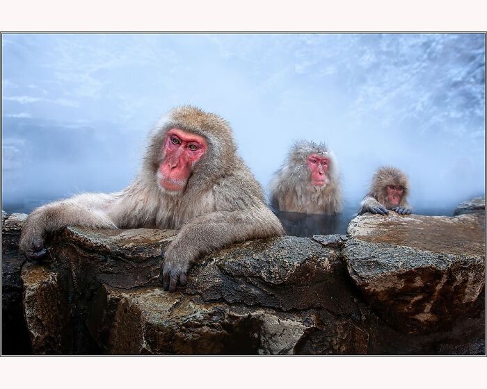 Monkeys relaxing in hot springs, captured by Paul McKenzie, with steam rising around the rocky landscape.