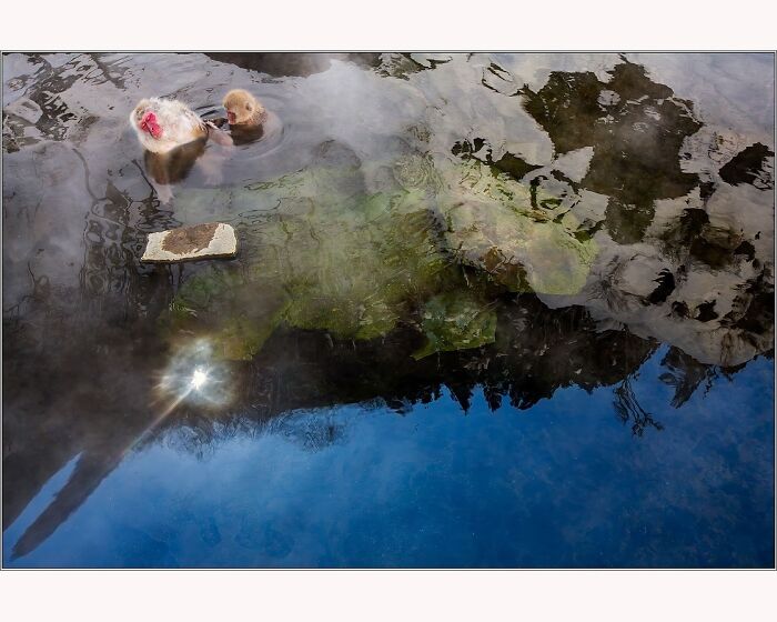 Monkey in steaming water with reflections captured by Paul McKenzie.