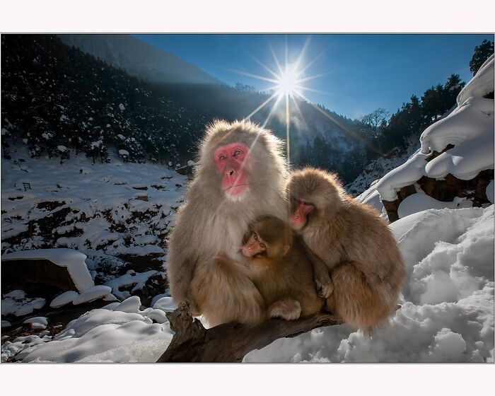 Snow monkeys in a snowy landscape with the sun shining brightly, captured by Paul McKenzie.