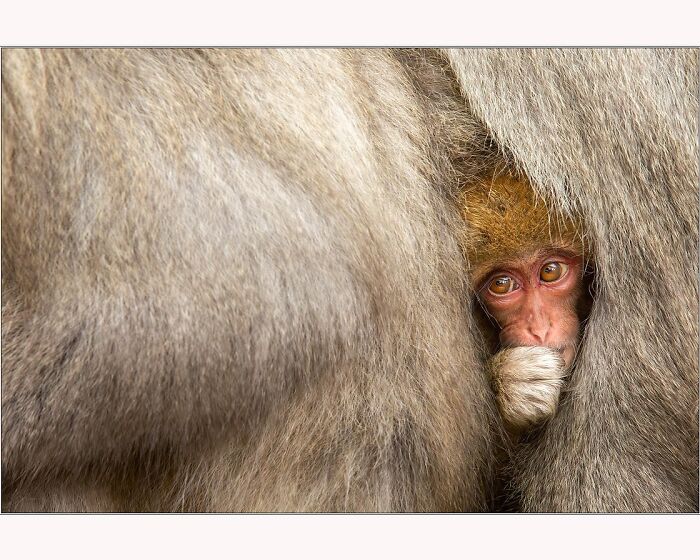 A baby monkey peeking through thick fur, captured in a mesmerizing photo by Paul McKenzie.