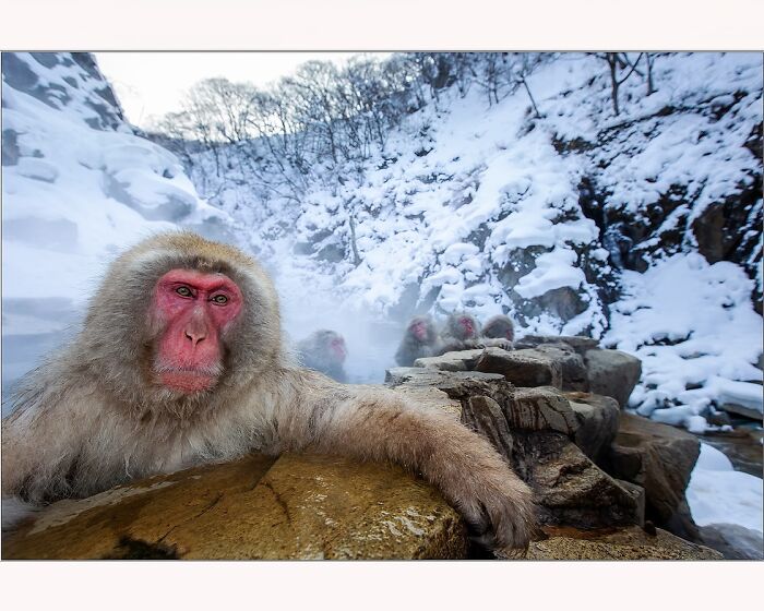 Snow monkeys relaxing in hot springs surrounded by snow, photographed by Paul McKenzie.