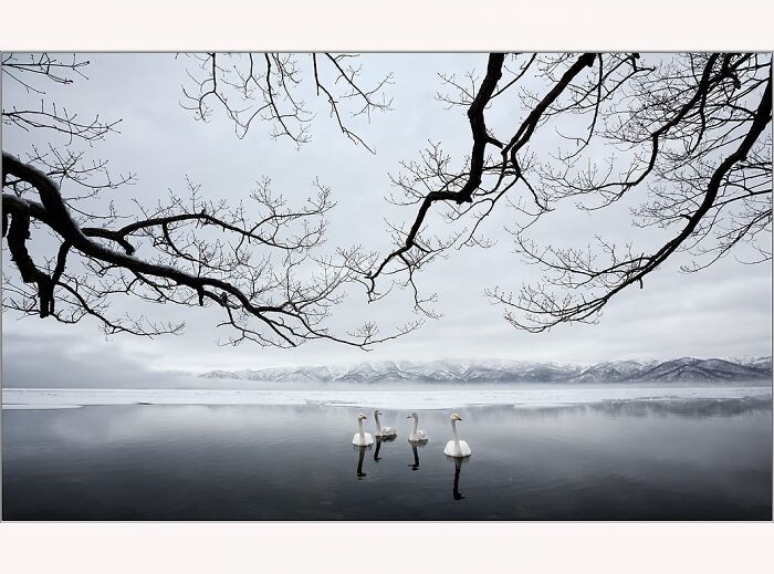 Swans in a serene lake under bare branches with snowy mountains in the distance, photographed by Paul McKenzie.