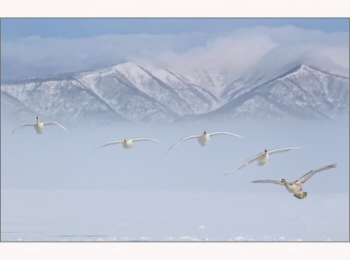 Swans flying over a snowy landscape, with misty mountains in the background, captured by Paul McKenzie.