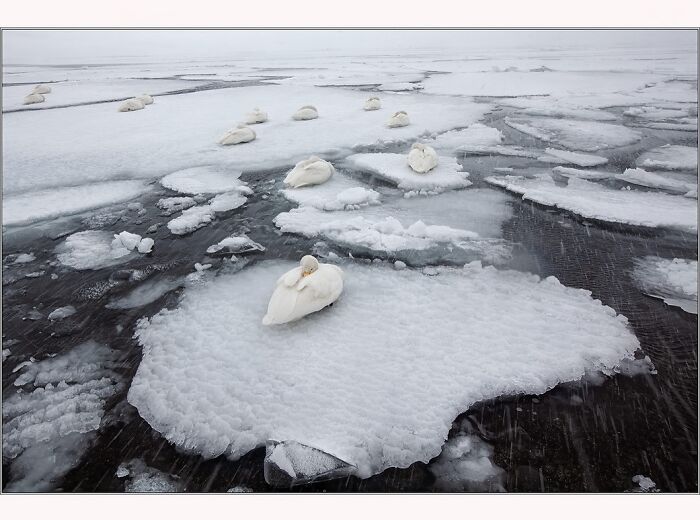 Swans resting on icy patches in Antarctica, photographed by Paul McKenzie.