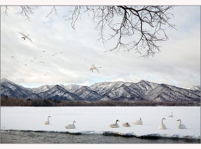 Swans resting on ice with snowy mountains in the background, captured by Paul McKenzie.