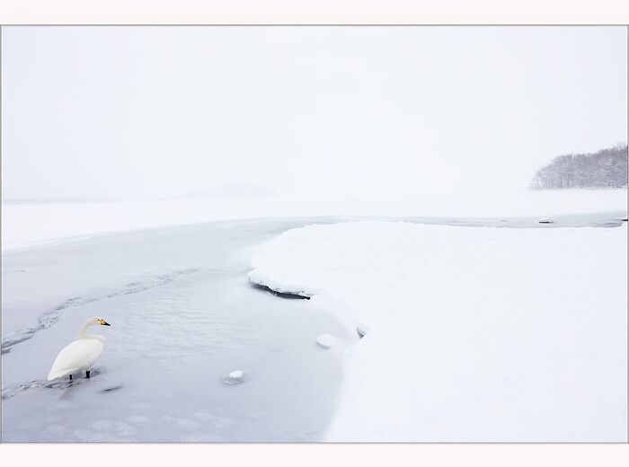 Snowy landscape with a swan by a frozen lake, captured by Paul McKenzie in Antarctica.