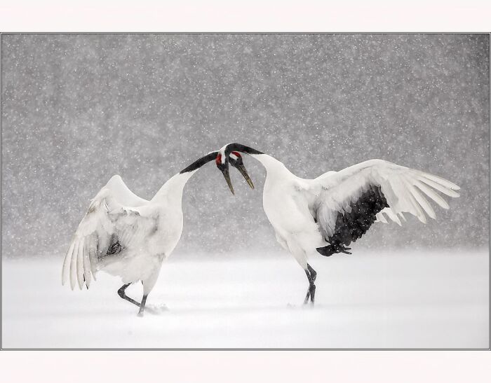 Two cranes interacting in a snowy landscape, photographed by Paul McKenzie.