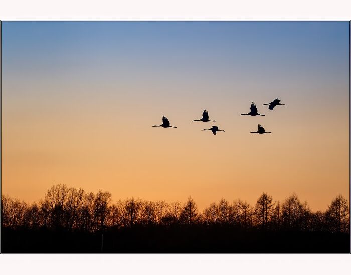 Birds in flight during sunset over trees, captured by Paul McKenzie.