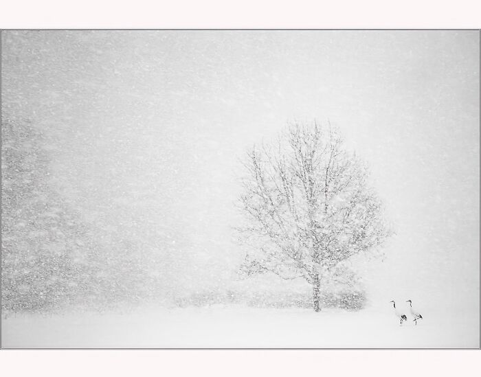 Snowy landscape with a solitary tree and birds, captured in Antarctica by Paul McKenzie.