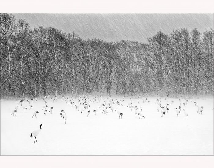 Flock of birds in a snowy forest captured by photographer Paul McKenzie.