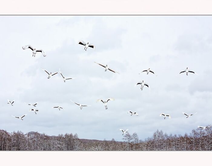 Birds in flight over a snowy landscape, captured by Paul McKenzie, showcasing nature's mesmerizing beauty.