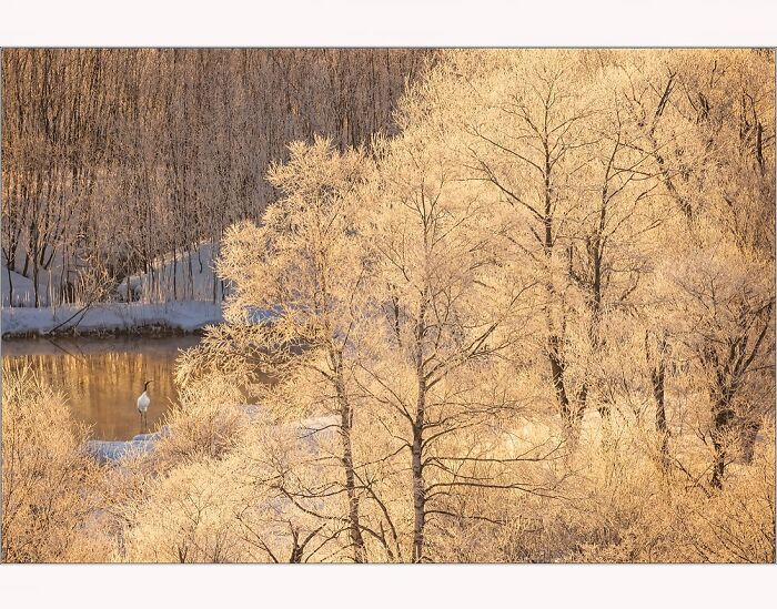 Paul McKenzie's photo of golden-hued frosted trees by a serene lake, capturing nature's winter beauty.