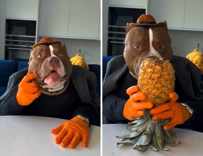 American Bully in a hat and gloves dining with pineapple, showcasing viral dining etiquette.