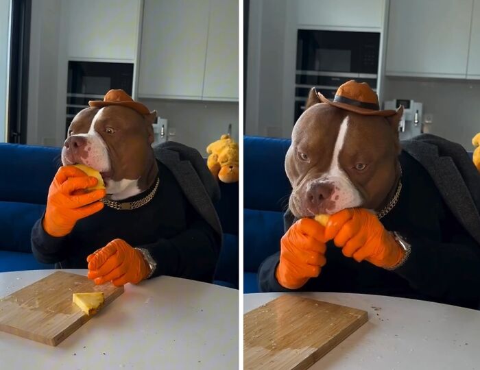 American Bully dog in a hat and gloves dining on a burger at a table.