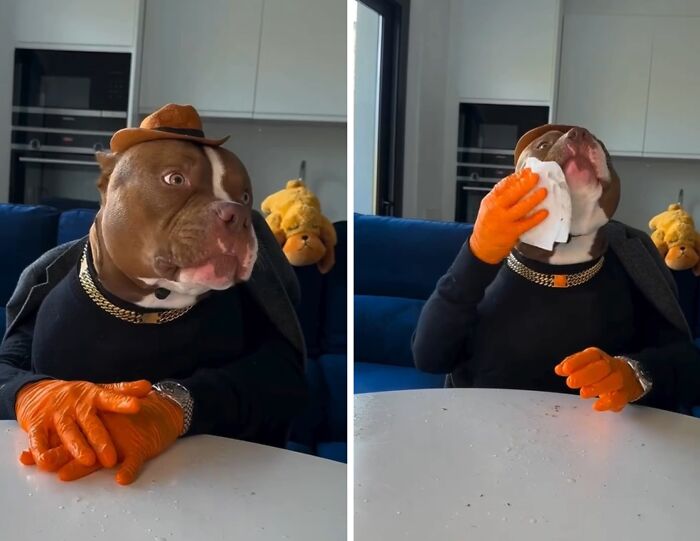 American Bully dressed stylishly at a dining table, wearing a hat, gloves, and using a napkin.