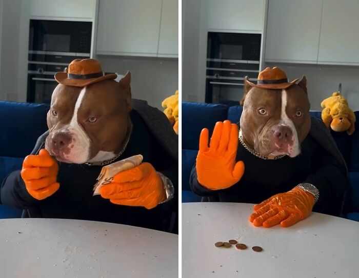 American Bully dog dressed stylishly, dining at a table with orange gloves and hat, showcasing unique etiquette.