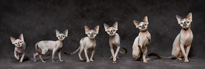 Elegant portraits of six Sphynx cats, showcasing in the International Pet Photographer awards, 2024.