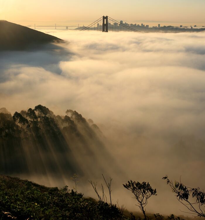 Fog envelops Golden Gate Bridge at sunrise, showcasing stunning natural phenomena.