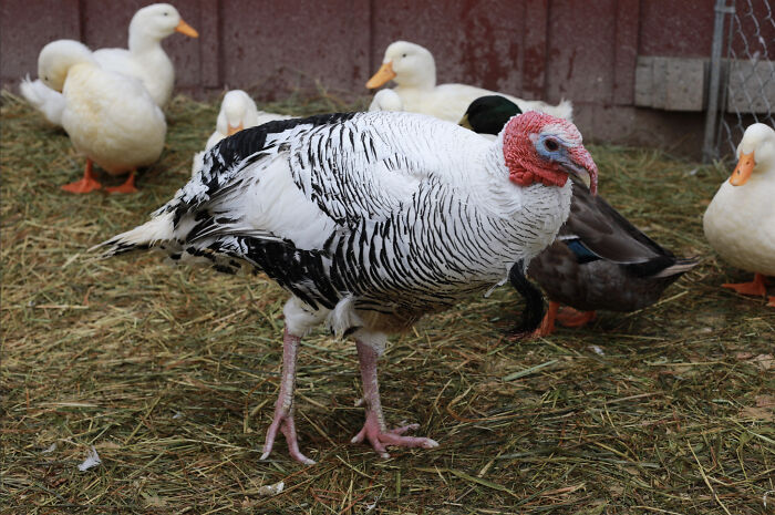 Meet The Turkey Who Thinks He's A Duck