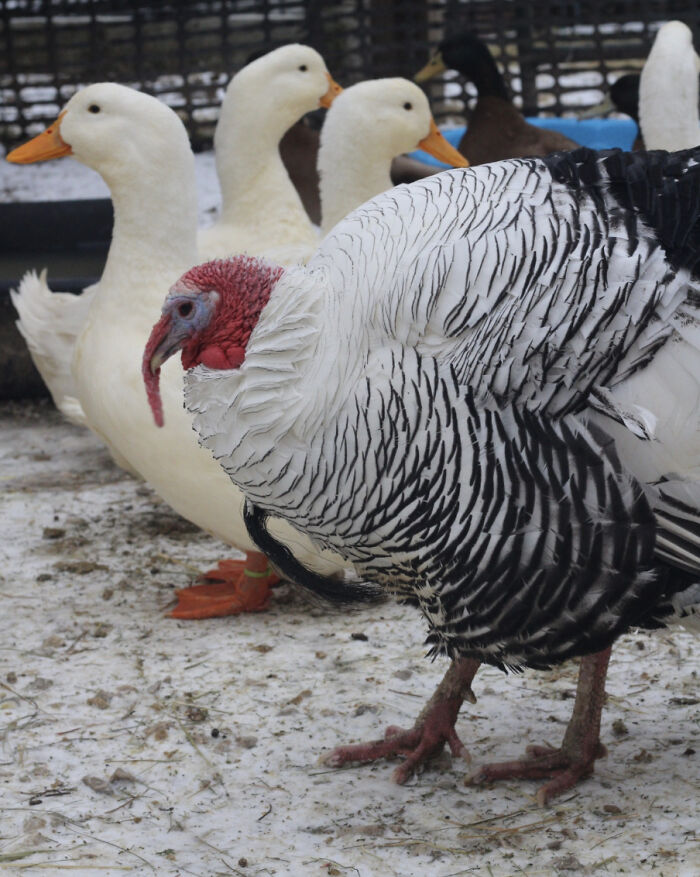 Meet The Turkey Who Thinks He's A Duck