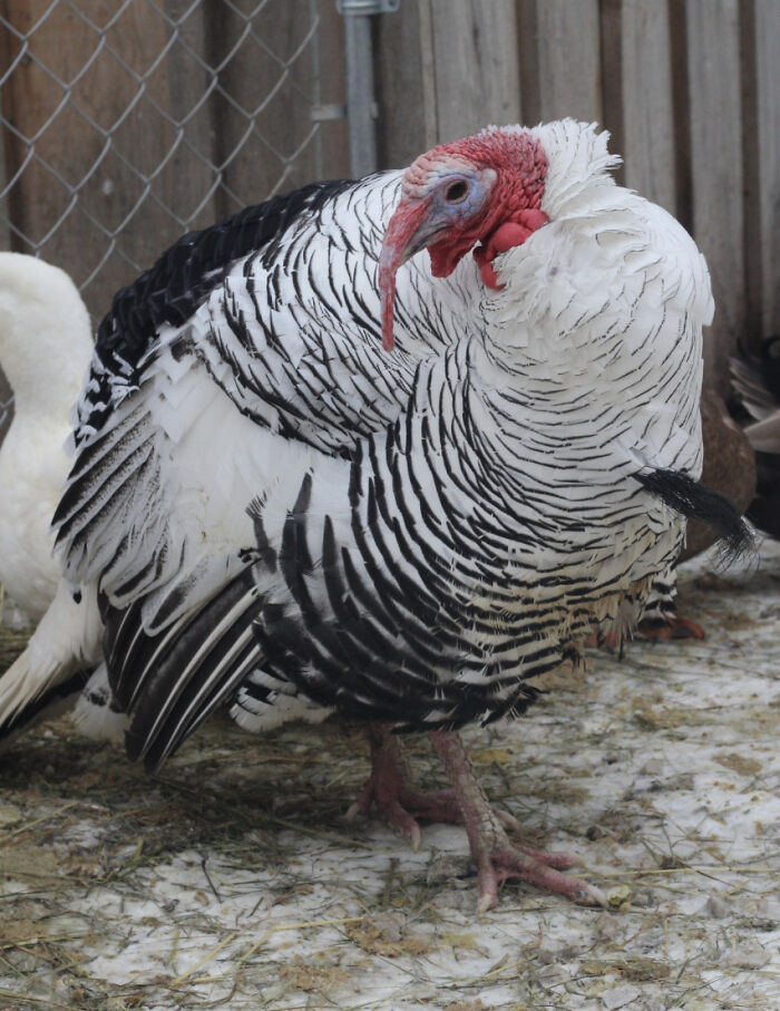 Meet The Turkey Who Thinks He's A Duck