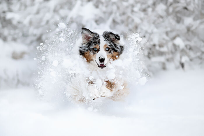 A dog joyfully running through snow, capturing the essence of award-winning pet photography.