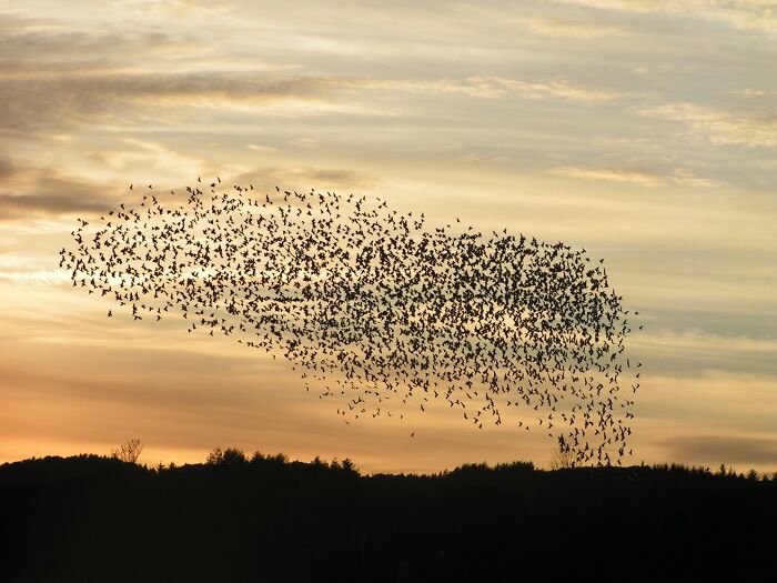 Flock of birds in flight at sunset, displaying a stunning natural phenomenon against a beautiful sky.