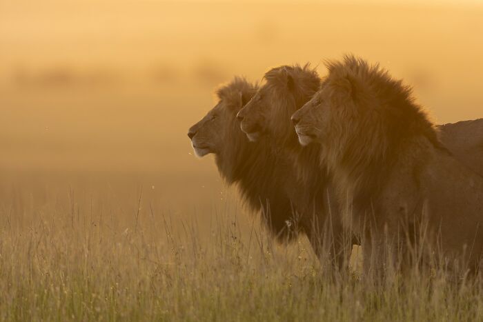 Discovery Of The Year - Wildlife: Three In One By Girish Jamadagni